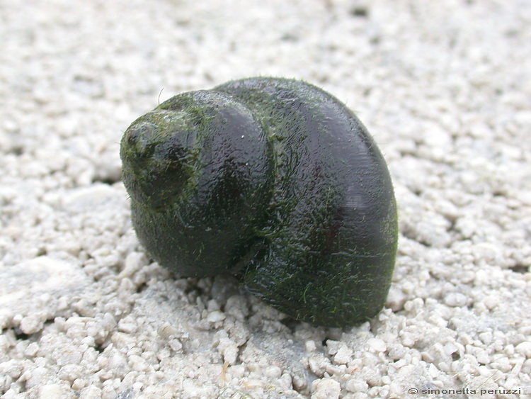 Gasteropoda dal laghetto degli anfibi